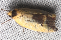 Ageletha hemiteles