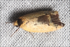 Ageletha hemiteles