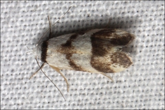 Chezala brachypepla