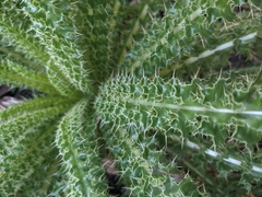 Cirsium funkiae