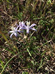 Androstephium coeruleum