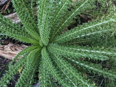 Cirsium funkiae