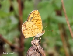 Phyciodes graphica