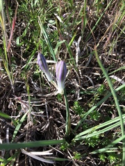 Androstephium coeruleum