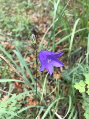 Campanula parryi