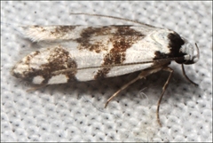 Oxythecta alternella