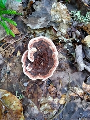 Hydnellum scrobiculatum