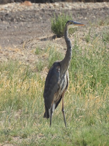 Great Blue Heron photographed in Nevada