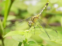 Diplacodes trivialis