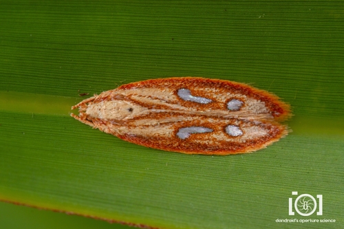 Palm Leaf Housemaker photo 3