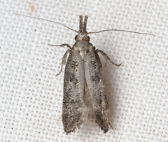Dichomeris inversella