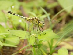 Diplacodes trivialis