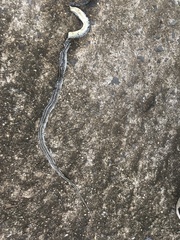 Orientocoluber spinalis