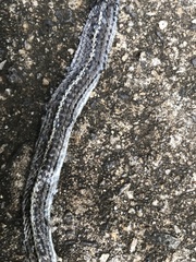 Orientocoluber spinalis