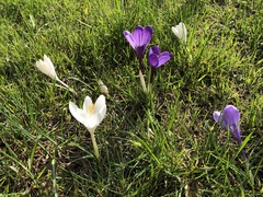 Crocus vernus