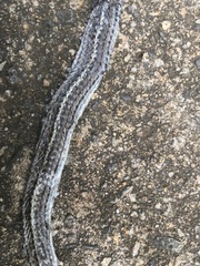 Orientocoluber spinalis