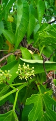 Cissus tiliacea