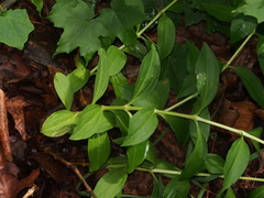 Digitalis lutea