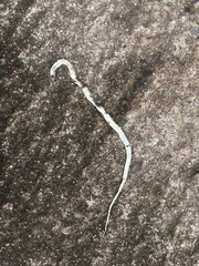 Orientocoluber spinalis