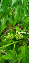 Cissus tiliacea