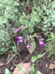 Mirabilis melanotricha