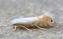 Phyllonorycter clemensella