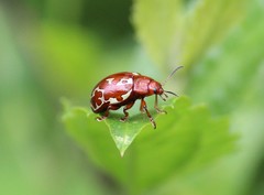 Calligrapha labyrinthica