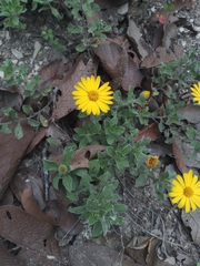 Heterotheca mucronata