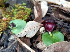 Corybas recurvus
