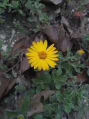 Heterotheca mucronata
