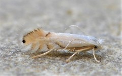Phyllonorycter clemensella
