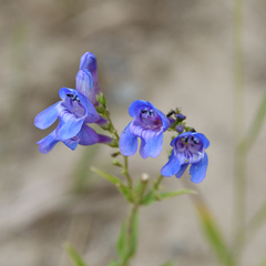 Penstemon strictiformis