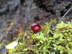 Corybas recurvus