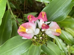 Costus lucanusianus