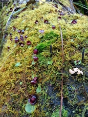 Corybas recurvus