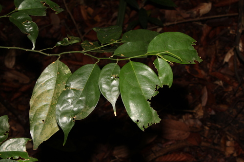 Lilin (Xanthophyllum eurhynchum)