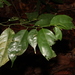 Xanthophyllum eurhynchum - Photo (c) loupok, some rights reserved (CC BY-NC-ND)