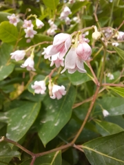 Apocynum androsaemifolium image