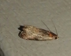 Olethreutes inornatana