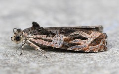 Olethreutes nigranum