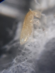 Pseudosinella