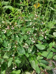 Apocynum androsaemifolium image