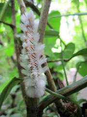 Neopreptos marathusa