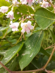 Apocynum androsaemifolium image
