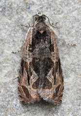 Olethreutes nigranum