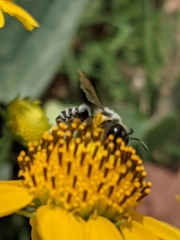 Megachile instita