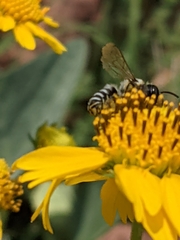 Megachile instita