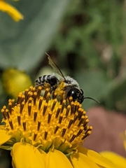 Megachile instita