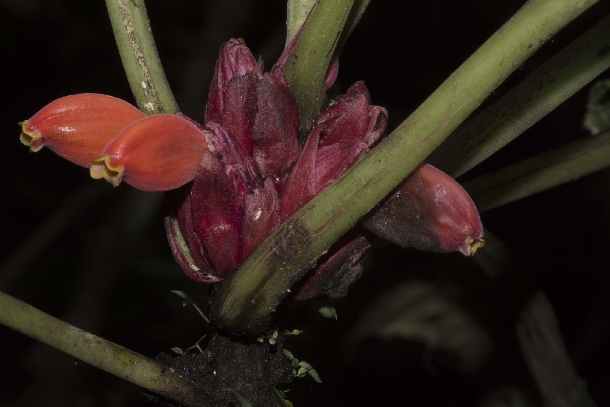 Drymonia urceolata