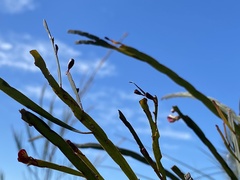 Bossiaea ensata